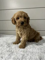 Max, a male Miniature Goldendoodle for sale in Millersburg, OH – 2 of 6