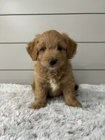 Bella, a female Miniature Goldendoodle for sale in Millersburg, OH – 5 of 6