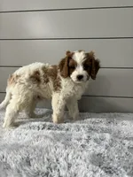 Teddy , a male Cavapoo for sale in Millersburg, OH – 6 of 7
