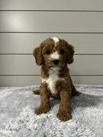 Maverick , a male Cavapoo for sale in Millersburg, OH – 2 of 8