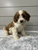 Milo , a male Cavapoo for sale in Millersburg, OH – 4 of 6