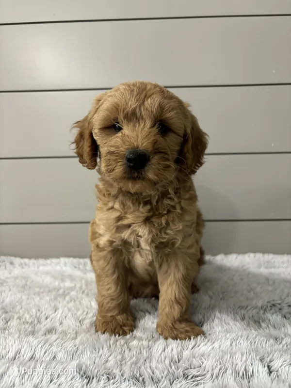 Max – Miniature Goldendoodle puppy for sale in Millersburg, OH