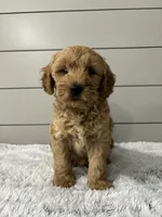 Max, a male Miniature Goldendoodle for sale in Millersburg, OH – 1 of 6