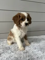 Sky , a female Cavapoo for sale in Millersburg, OH – 5 of 5
