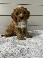 Dawson , a male Cavapoo for sale in Millersburg, OH – 7 of 7