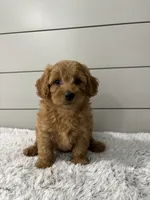 Luna , a female Miniature Goldendoodle for sale in Millersburg, OH – 1 of 7