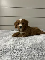 Maverick , a male Cavapoo for sale in Millersburg, OH – 8 of 8