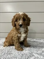 Ivy , a female Cavapoo for sale in Millersburg, OH – 3 of 8