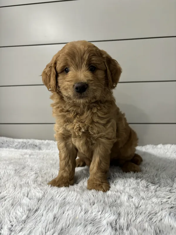 Rocky – Miniature Goldendoodle puppy for sale in Millersburg, OH