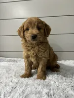 Rocky, a male Miniature Goldendoodle for sale in Millersburg, OH – 1 of 5