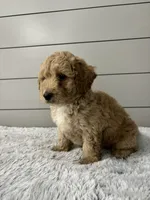Oliver , a male Miniature Goldendoodle for sale in Millersburg, OH – 5 of 6