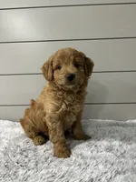 Rocky, a male Miniature Goldendoodle for sale in Millersburg, OH – 2 of 5