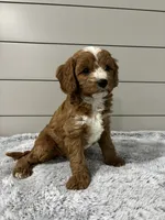Maverick , a male Cavapoo for sale in Millersburg, OH – 6 of 8