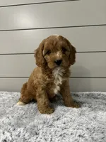Nova , a female Cavapoo for sale in Millersburg, OH – 6 of 9
