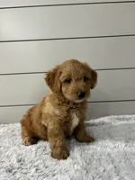 Bella, a female Miniature Goldendoodle for sale in Millersburg, OH – 4 of 6