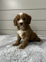 Maverick , a male Cavapoo for sale in Millersburg, OH – 3 of 8