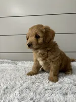 Bella, a female Miniature Goldendoodle for sale in Millersburg, OH – 6 of 6