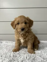Bella, a female Miniature Goldendoodle for sale in Millersburg, OH – 2 of 6