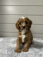 Ivy , a female Cavapoo for sale in Millersburg, OH – 2 of 8