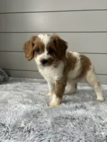 Sky , a female Cavapoo for sale in Millersburg, OH – 2 of 5
