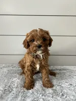 Bailey, a male Cavapoo for sale in Millersburg, OH – Photo 3 of 7