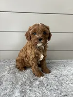 Bailey, a male Cavapoo for sale in Millersburg, OH – Photo 5 of 7