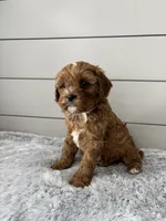 Bailey, a male Cavapoo for sale in Millersburg, OH – Photo 6 of 7