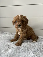 Bailey, a male Cavapoo for sale in Millersburg, OH – Photo 7 of 7