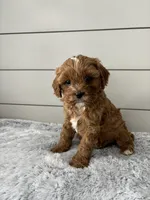 Bailey, a male Cavapoo for sale in Millersburg, OH – Photo 4 of 7