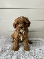 Bailey, a male Cavapoo for sale in Millersburg, OH – Photo 1 of 7