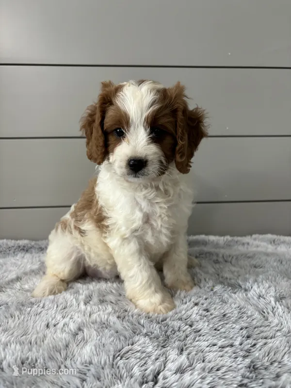 Teddy  – Cavapoo puppy for sale in Millersburg, OH