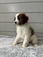 Teddy , a male Cavapoo for sale in Millersburg, OH – 4 of 7