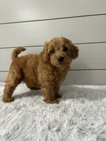 Luna , a female Miniature Goldendoodle for sale in Millersburg, OH – 6 of 7