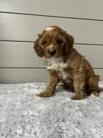 Dawson , a male Cavapoo for sale in Millersburg, OH – 4 of 7