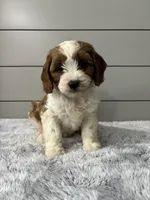 Milo , a male Cavapoo for sale in Millersburg, OH – 2 of 6