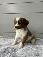 Sky , a female Cavapoo for sale in Millersburg, OH – 4 of 5