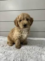 Oliver , a male Miniature Goldendoodle for sale in Millersburg, OH – 3 of 6