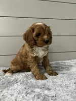 Dawson , a male Cavapoo for sale in Millersburg, OH – 5 of 7