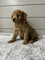 Rocky, a male Miniature Goldendoodle for sale in Millersburg, OH – 5 of 5