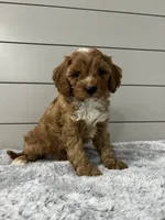 Dawson , a male Cavapoo for sale in Millersburg, OH – 6 of 7