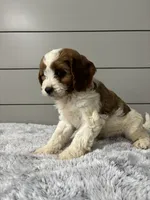 Milo , a male Cavapoo for sale in Millersburg, OH – 5 of 6
