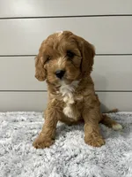Nova , a female Cavapoo for sale in Millersburg, OH – 7 of 9