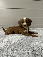 Maverick , a male Cavapoo for sale in Millersburg, OH – 7 of 8