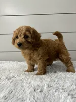 Luna , a female Miniature Goldendoodle for sale in Millersburg, OH – 5 of 7