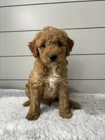 Maverick , a male Miniature Goldendoodle for sale in Millersburg, OH – 1 of 6