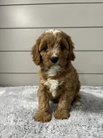 Ivy , a female Cavapoo for sale in Millersburg, OH – 6 of 8