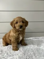 Bella, a female Miniature Goldendoodle for sale in Millersburg, OH – 3 of 6