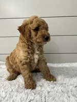 Maverick , a male Miniature Goldendoodle for sale in Millersburg, OH – 5 of 6