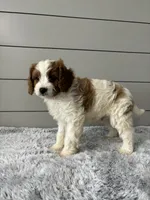Teddy , a male Cavapoo for sale in Millersburg, OH – 5 of 7