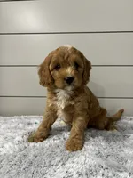 Nova , a female Cavapoo for sale in Millersburg, OH – 5 of 9